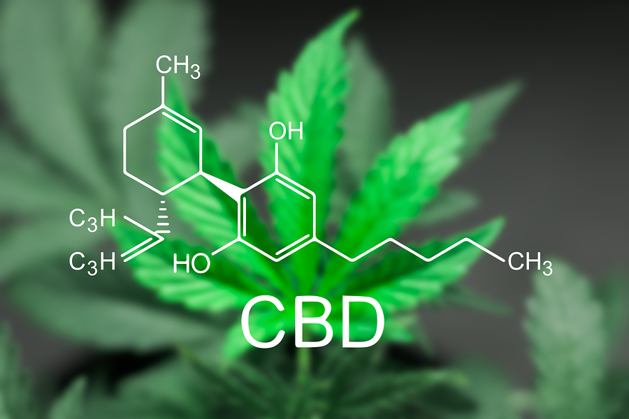 Jakie odmiany marihuany zawierają dużą ilość leczniczego CBD?